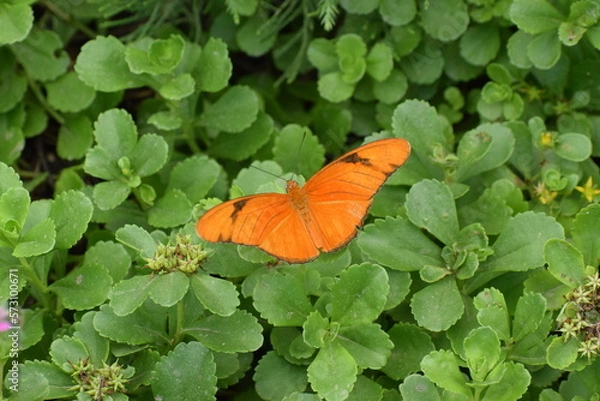 Obraz butterfly on a leaf