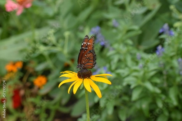 Obraz butterfly on flower