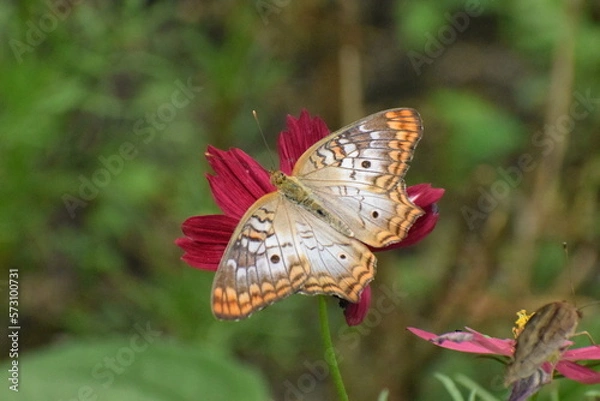 Obraz butterfly on flower