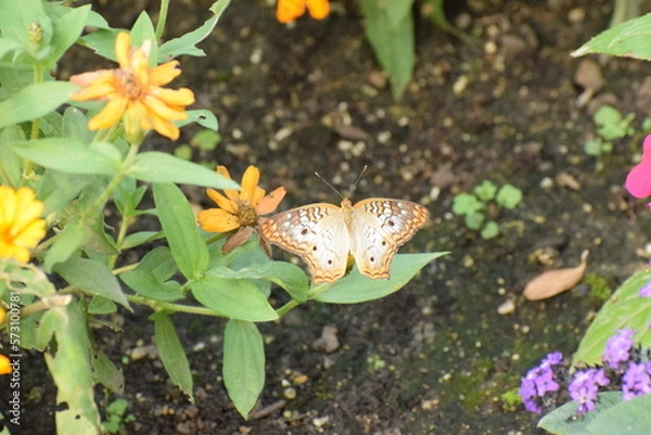 Obraz butterfly on a leaf