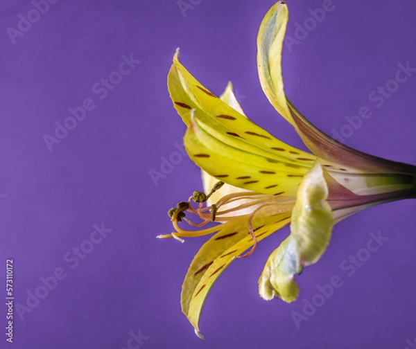 Fototapeta Yellow Peruvian Lily, side view close up