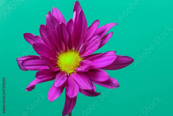 Obraz Magenta Pyrethrum Daisy , frontal close up