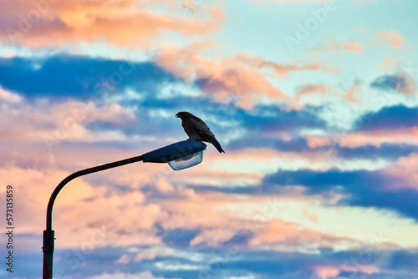 Obraz 街頭で一休みする鷹