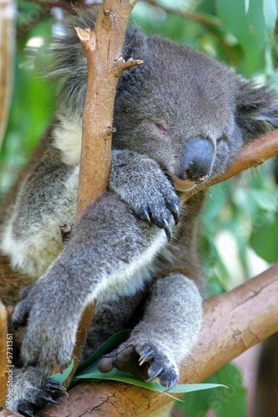 Fototapeta Koala Bear