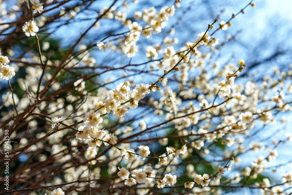 Obraz 白い梅の花々