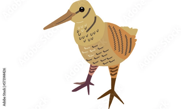 Obraz 世界自然遺産の島の生き物のアマミヤマシギ　ソフト調