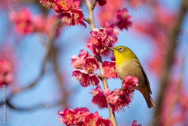 Obraz メジロと満開の梅