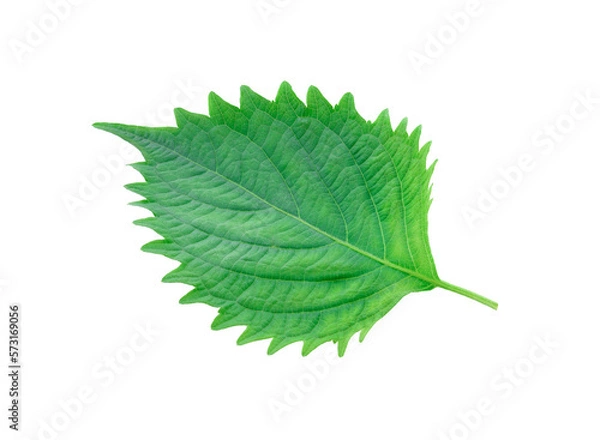 Obraz shiso isolated ontransparent png