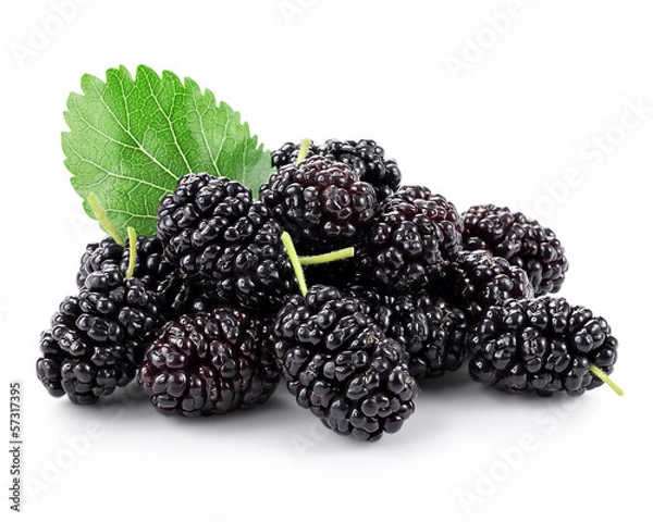 Fototapeta Mulberry with leaf