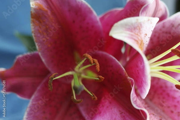 Fototapeta red lily on a blurred background