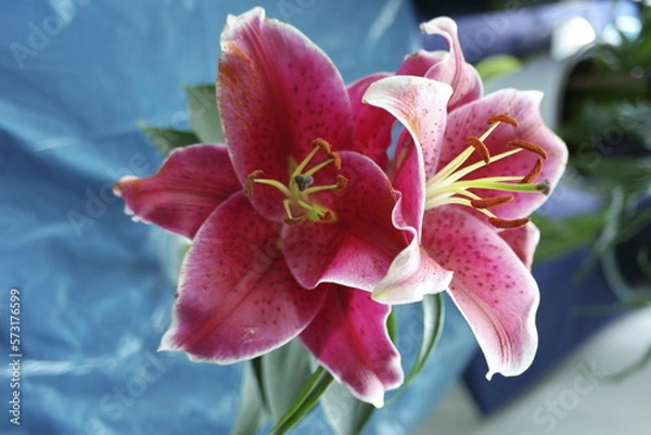 Fototapeta red lily on a blurred background
