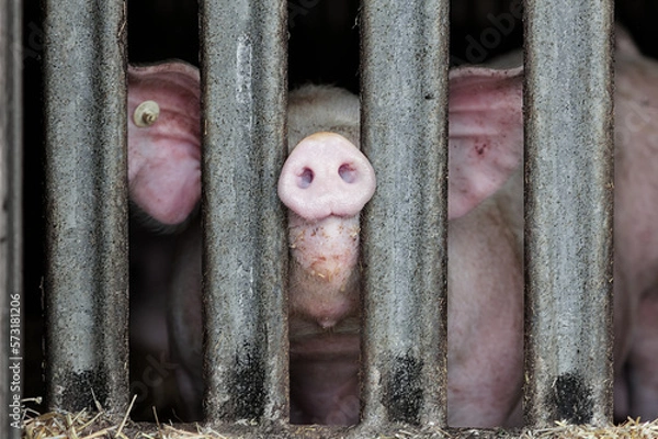 Fototapeta Pig standing in a stable and pressing snout between metal bars of enclosure