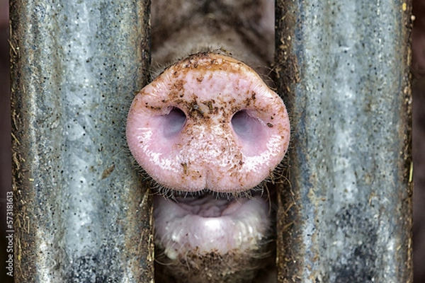 Fototapeta Snout of a pig between metal bars in a stable - animal cruelty in livestock farming for cheap meat