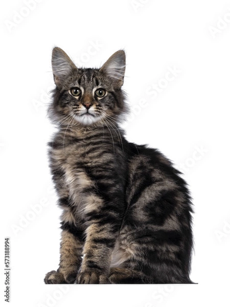 Fototapeta Cute young black tabby blotched Norwegian Forestcat kitten, sitting side ways. Looking with green brown eyes towards camera. Isolated cutout on transparent background.