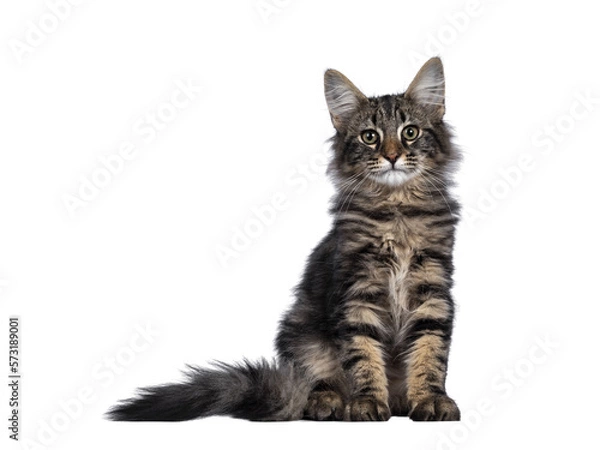 Fototapeta Cute young black tabby blotched Norwegian Forestcat kitten, sitting facing front. Looking with green brown eyes towards camera. Isolated cutout on transparent background.