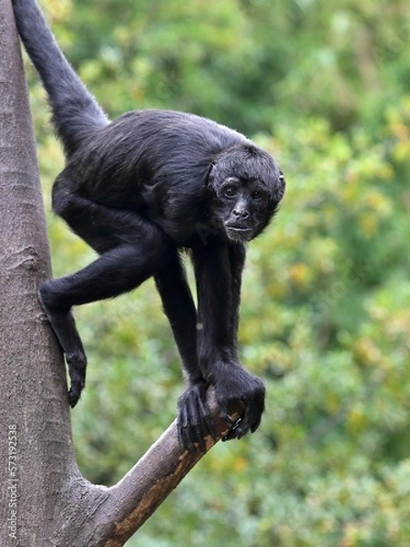 Obraz ジェフロイクモザルのポートレート