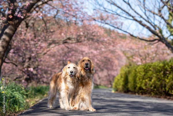 Fototapeta みなみの桜と菜の花まつり／ゴールデンレトニエル