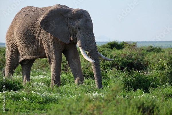 Fototapeta elephant  in Kenya