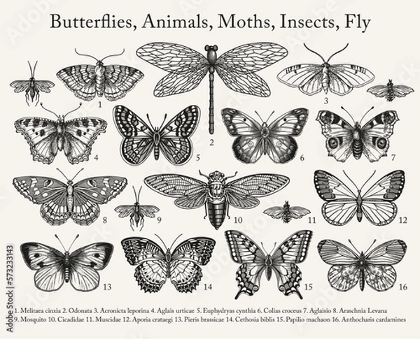 Obraz Seamless pattern. Butterfly Butterflies animals moths insect fly peacock makhaon mosquito realistic isolated. Vintage fabric background. Wallpaper. Drawing engraving. Vector victorian Illustration    