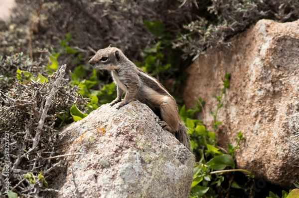 Obraz squirrel on a rock