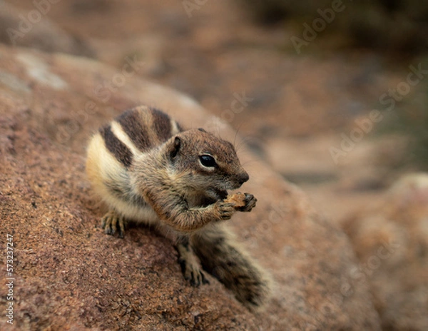 Obraz squirrel eating