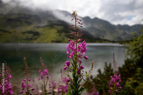 Obraz flowers in the mountains