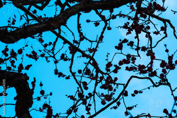 Fototapeta 青空と梅