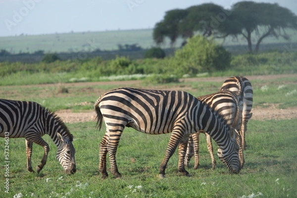 Fototapeta zebra in the savannah