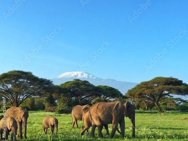 Fototapeta elephants under Kilimanjaro