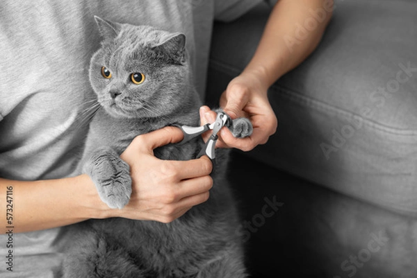 Obraz The girl cuts the claws of the cat in the home interior.