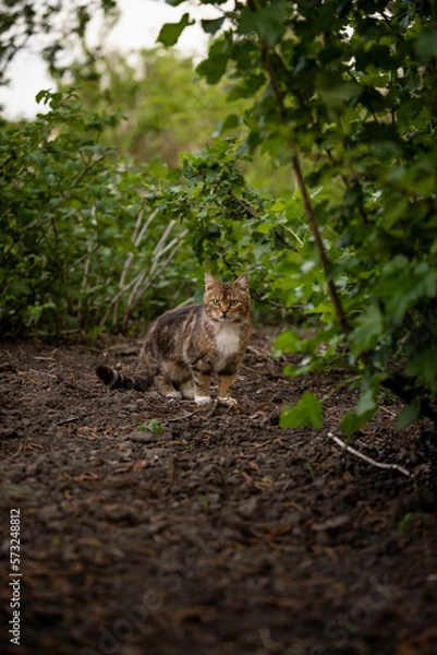 Obraz The cat hunts among the greenery, incredible wildlife