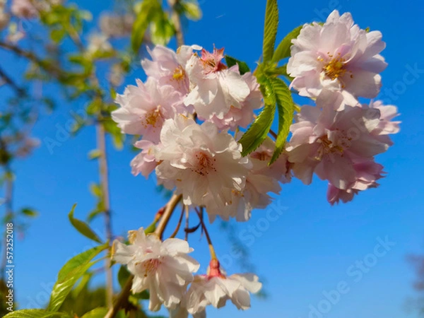 Fototapeta 青空の中咲く桜