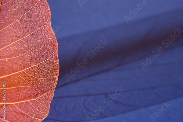 Obraz red or orange veil leaves or skeleton leaves with its shadow on a blue background , macro, top view, copy space