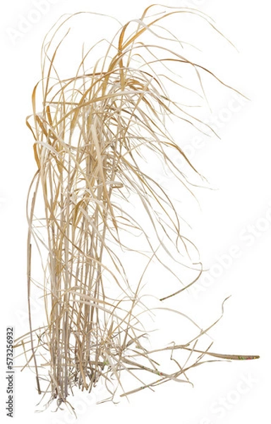 Obraz Isolated cutout PNG of dry reeds on a transparent background