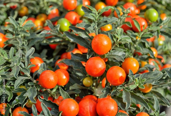 Obraz Solanum pseudocapsicum berries
