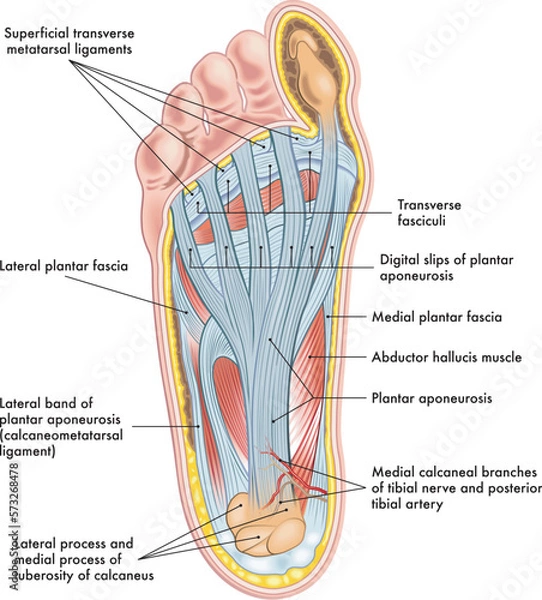 Obraz Foot anatomy illustration, with annotations.