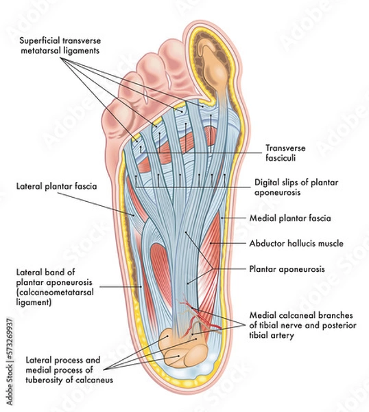 Obraz Foot anatomy illustration, with annotations.