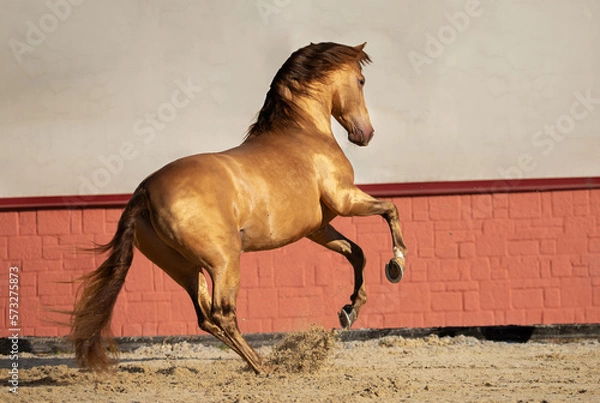 Obraz horse running
