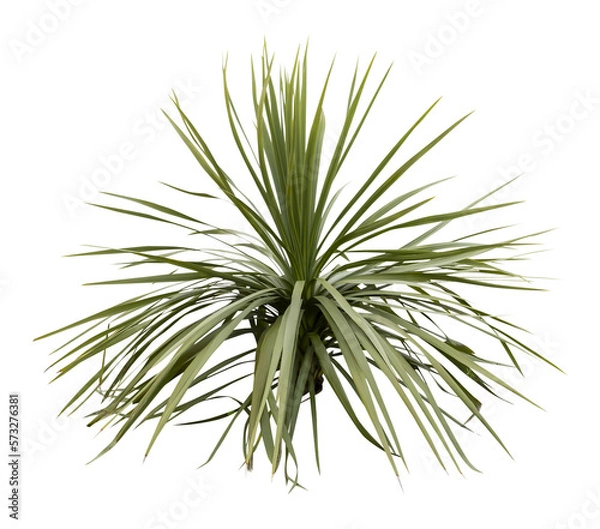 Obraz Isolated cutout PNG of a yucca on a transparent background
