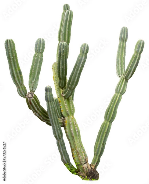 Obraz Isolated cutout PNG of a cactus on a transparent background