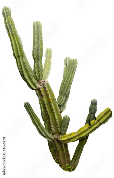 Obraz Isolated cutout PNG of a cactus on a transparent background