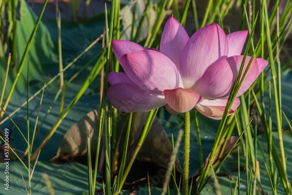 Obraz Beautiful lotus flower.
