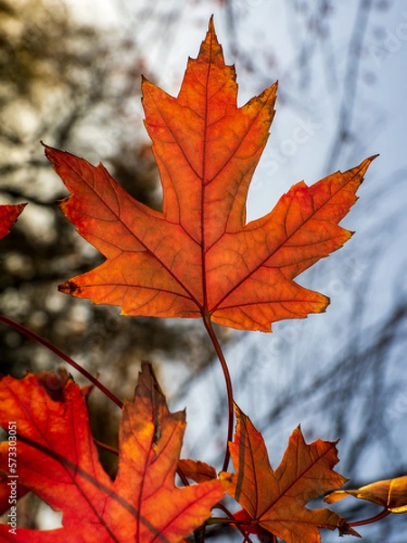 Obraz maple leaves in autumn