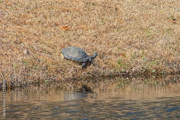 Obraz Red-Eared Slider