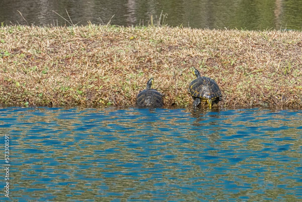 Obraz Red-Eared Slider