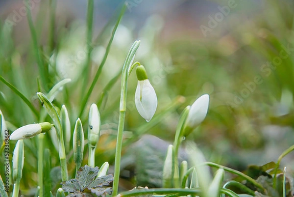 Obraz Schneeglöckchen