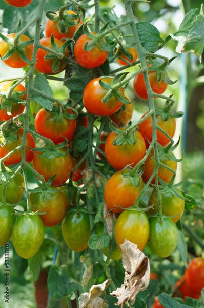 Obraz cherry tomatoes