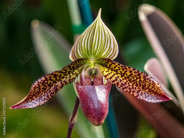 Obraz orchid flower closeup