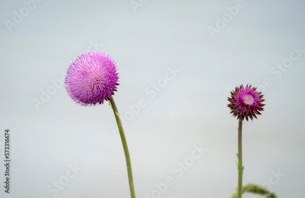 Fototapeta Russian Thistle Close