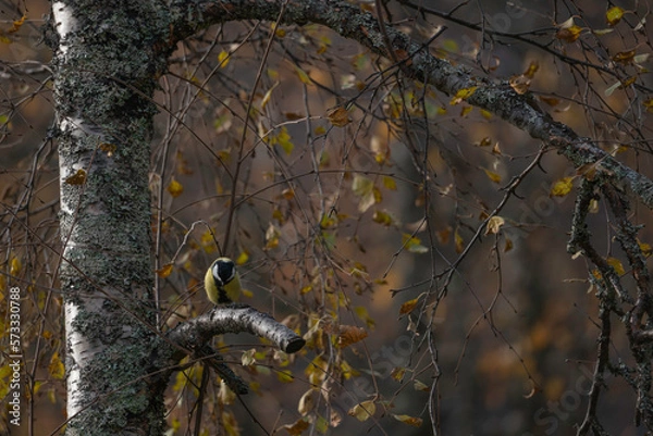 Fototapeta Great tit sitting on branch in autumn color